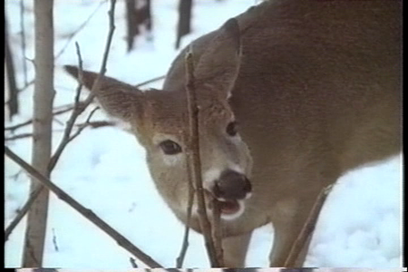 Wild Discovery - Whitetail Country (1990)