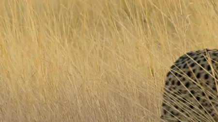 Big Cats S02E05