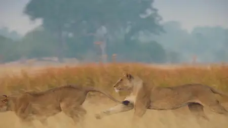 Big Cats S02E05