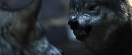 Witch Hunter (2024)
