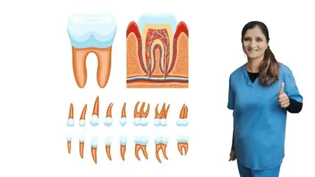 Smart Review Course-Dental Anatomy