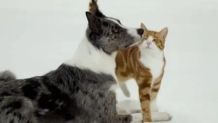 BBC - How We Tamed the Cat and Dog (2020)