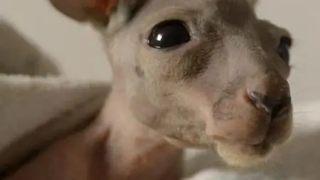 BBC Natural World - Kangaroo Dundee and Other Animals (2016)