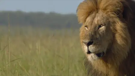 DisneyNature: African Cats (2011)