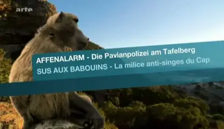 (Arte) Sus aux babouins - La milice anti-singes du Cap (2011)