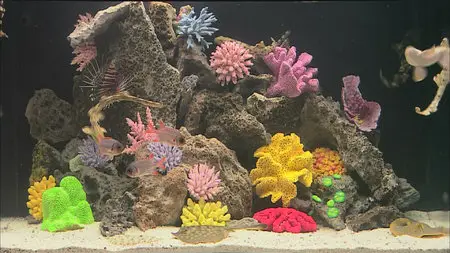 HDScape: Exotic Saltwater Aquarium / HD Окно: Экзотический Морской Аквариум (2006)
