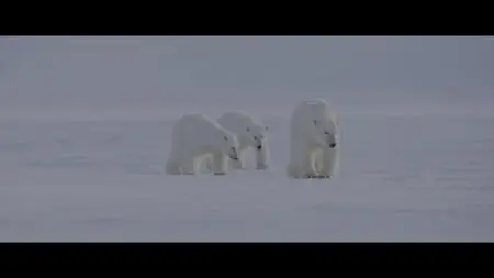 Polar Bear (2022)