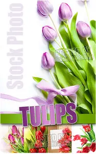 Tulips 3 - UHQ Stock Photo