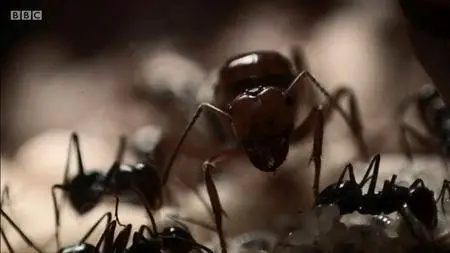 BBC Natural World - Empire of the Desert Ants (2011)