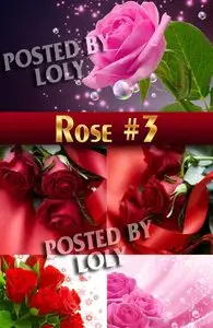 Beautiful Roses #3 - Stock Photo
