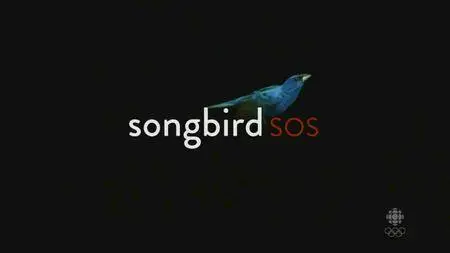 CBC - The Nature of Things: Songbird SOS (2016)