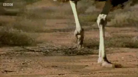 The Real T rex with Chris Packham