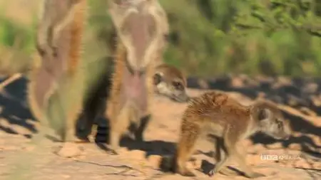 Meerkat Manor: Rise of the Dynasty S01E12