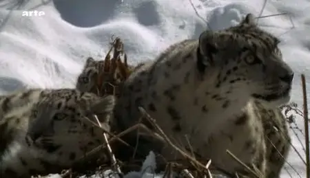 (Arte) Au secours du léopard des neiges (2011)