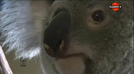 (Planète) Le zoo de Beauval, tout un monde (2014)
