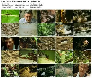 PBS NOVA - Ants: Little Creatures Who Run the World (2007)