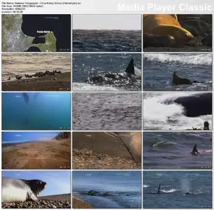National Geographic - Orca Killing School