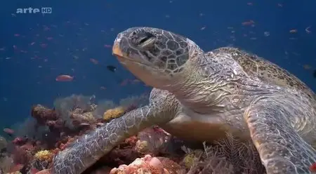 (Arte) Quand les océans deviennent acides (2014)