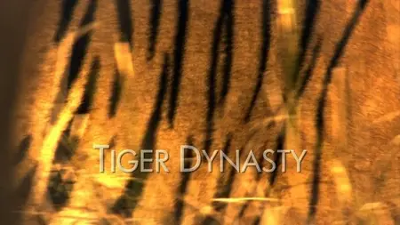 BBC Natural World - Tiger Dynasty (2012)