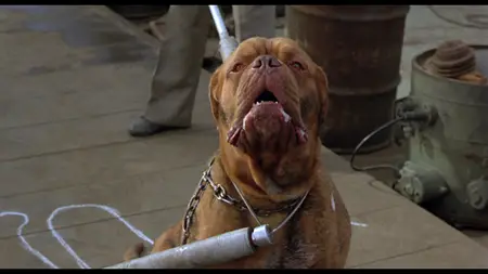 Turner & Hooch (1989)