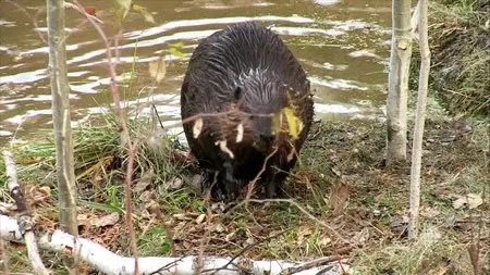 CBC - The Nature of Things: The Beaver Whisperers (2015)