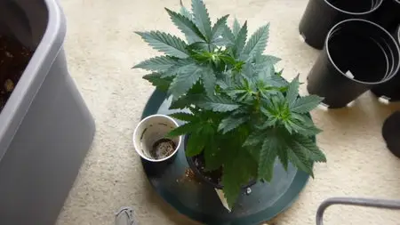 Hygrohybrid - Cannabis: All Grow Videos - Series 1