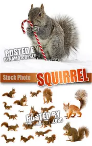 Squirrel - UHQ Stock Photo