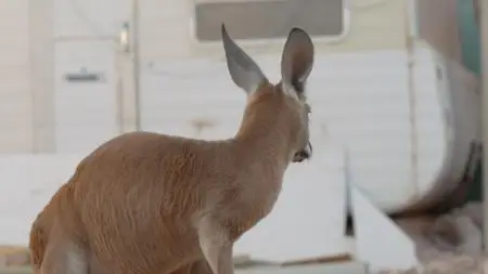BBC Natural World - Kangaroo Dundee and Other Animals (2016)