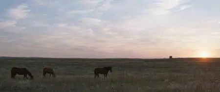 The Rider (2017)