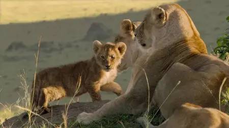 DisneyNature: African Cats (2011)