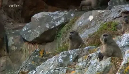 (Arte) Sus aux babouins - La milice anti-singes du Cap (2011)