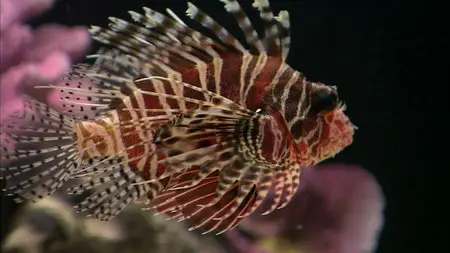 HDScape: Exotic Saltwater Aquarium / HD Окно: Экзотический Морской Аквариум (2006)