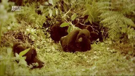 Animal Planet - Saving a Species: Gorillas on the Brink (2007)