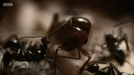 BBC Natural World - Empire of the Desert Ants (2011)