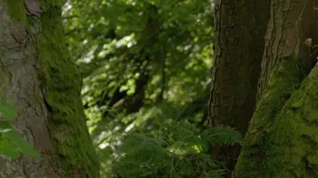 Wild Britain S01E02