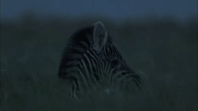 Pbs Nature Great Zebra Exodus 2013 Avaxhome 5506