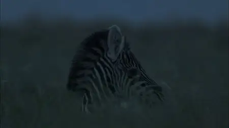 PBS Nature - Great Zebra Exodus (2013)