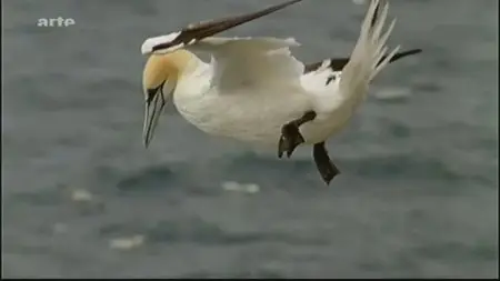 (Arte) L'Écosse, une nature à l'état pur (2011)