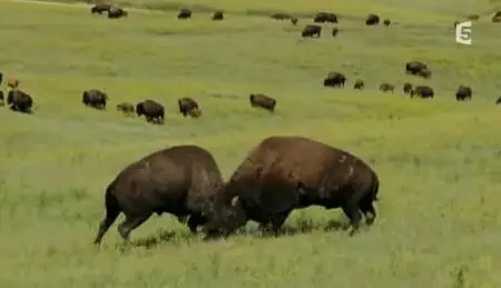 (Fr5) Bison, le roi de la prairie (2011)