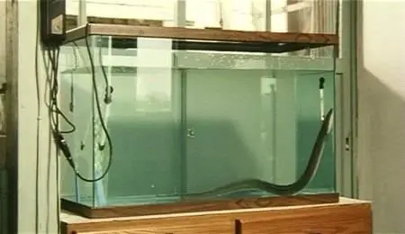 Shohei Imamura-Unagi ('The Eel') (1997)