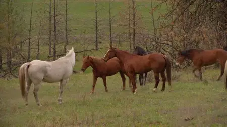 Flicka 2 (2010)