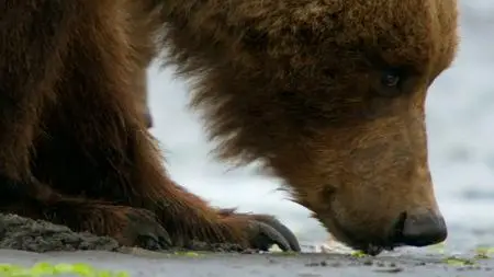 BBC - Natural World: Meet the Bears (2019)