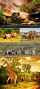Stock Photo - African Animals