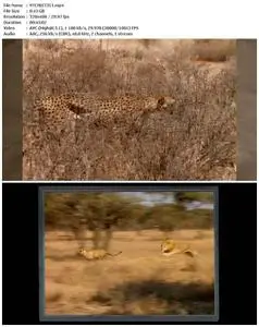 Cat Wars: Lion Vs. Cheetah (2011)