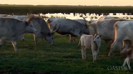 ORF - Danube: Europe's Amazon (2012)