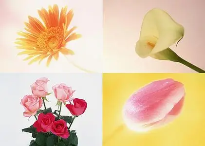 Flowers for photoshop
