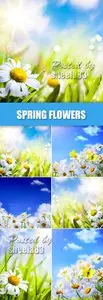 Stock Photo - Spring Flowers Backgrounds 3