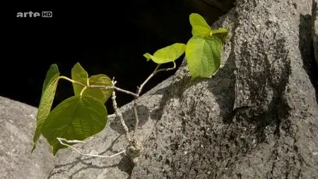 Wunder der Natur: Halong Die Drachenbucht (2014)