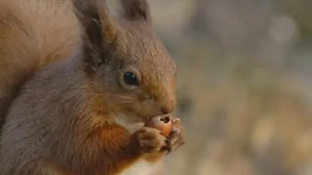 BBC - Winterwatch 2021 (2021)