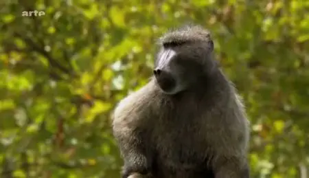 (Arte) Sus aux babouins - La milice anti-singes du Cap (2011)